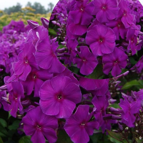 Phlox paniculata 'Adessa® Special Deep Purple' - Aed-leeklill 'Adessa® Special Deep Purple' P9/0,55L